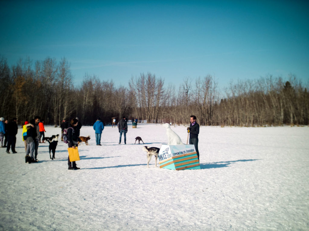 Edmonton Dog Park Marketing Installation